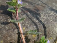 Veronica hederifolia 1, Klimop-ereprijs, Saxifraga-Rutger Barendse