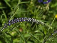 Veronica longifolia 1, Lange ereprijs, Saxifraga-Jan van der Straaten