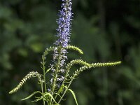 Veronica longifolia 32, Lange ereprijs, Saxifraga-Jan van der Straaten