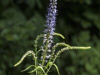Veronica longifolia 33, Lange ereprijs, Saxifraga-Jan van der Straaten