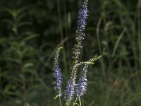 Veronica longifolia 34, Lange ereprijs, Saxifraga-Jan van der Straaten