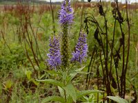 Veronica longifolia 35, Lange ereprijs, Saxifraga-Ed Stikvoort : Grensmaas Borgharen