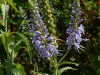 Veronica longifolia 36, Lange ereprijs, Saxifraga-Ed Stikvoort
