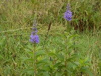 Veronica longifolia 39, Lange ereprijs, Saxifraga-Ed Stikvoort : Grensmaas Borgharen
