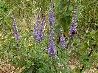Veronica longifolia 41, Lange ereprijs, Saxifraga-Ed Stikvoort