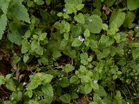 Veronica montana 13, Bosereprijs, Saxifraga-Ed Stikvoort : Fene - Pontedeume A900