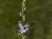 Veronica officinalis, Heath Speedwell