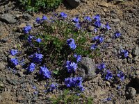 Veronica orientalis