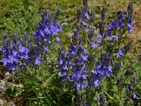 Veronica orsiniana