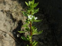 Veronica peregrina 19, Vreemde ereprijs, Saxifraga-Ed Stikvoort