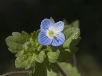 Veronica persica, Common Field Speedwell