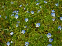Veronica persica 24, Grote ereprijs, Saxifraga-Ed Stikvoort