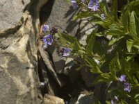 Veronica ponae 1, Saxifraga-Jan van der Straaten