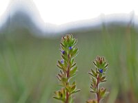 Veronica praecox 1, Vroege ereprijs, Saxifraga-Jeroen Willemsen