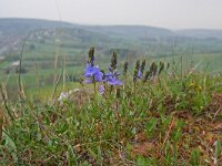 Veronica prostrata, Prostrate Speedwell