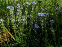 Veronica prostrata 26, Liggende ereprijs, Saxifraga-Ed Stikvoort