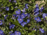 Veronica saturejoides 1, Saxifraga-Jan van der Straaten