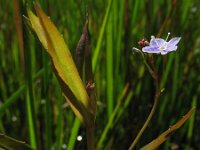 Veronica scutellata 1, Schildereprijs, Saxifraga-Rutger Barendse