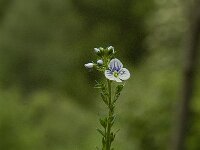 Veronica serpyllifolia, Thyme-leaved Speedwell