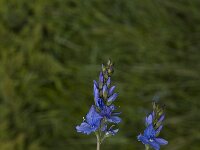 Veronica teucrium, Large Speedwell