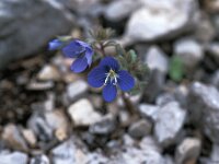 Veronica thymifolia