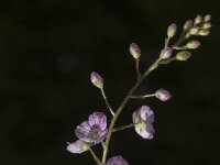 Veronica urticifolia