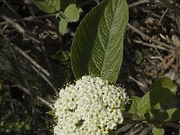 Viburnum lantana 1, Wollige sneeuwbal, Saxifraga-Marijke Verhagen