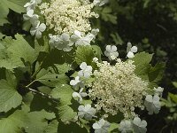 Viburnum opulus, Guelder Rose