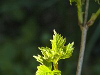 Viburnum opulus 58, Gelderse roos, Saxifraga-Jan van der Straaten