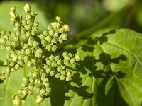 Viburnum opulus 60, Gelderse roos, Saxifraga-Jan van der Straaten
