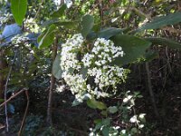 Viburnum rigidum 2, Saxifraga-Michiel Drok