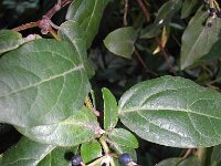 Viburnum tinus, Laurustinus