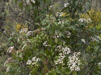 Viburnum tinus 24, Saxifraga-Willem van Kruijsbergen