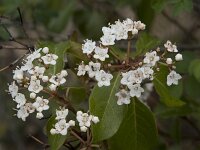 Viburnum tinus 26, Saxifraga-Willem van Kruijsbergen