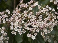 Viburnum tinus 28, Saxifraga-Willem van Kruijsbergen