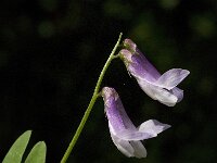 Vicia altissima 1, Saxifraga-Jan van der Straaten