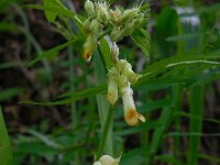 Vicia balansae
