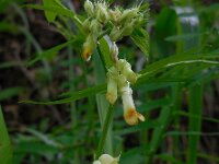 Vicia balansae 1, Saxifraga-Ed Stikvoort