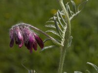 Vicia benghalensis 1, Saxifraga-Jan van der Straaten