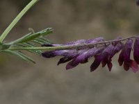 Vicia benghalensis 5, Saxifraga-Willem van Kruijsbergen