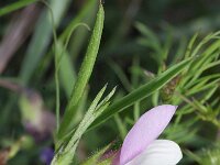 Vicia bithynica