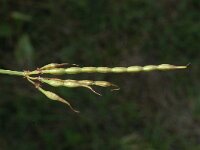 Vicia cracca, Tufted Vetch