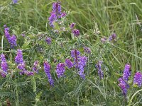 Vicia cracca 12, Vogelwikke, Saxifraga-Peter Meininger