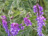 Vicia cracca 13, Vogelwikke, Saxifraga-Peter Meininger