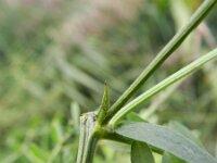 Vicia cracca 14, Vogelwikke, Saxifraga-Rutger Barendse