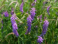 Vicia cracca 15, Vogelwikke, Saxifraga-Rutger Barendse