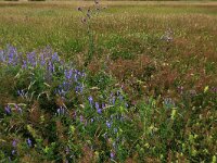 Vicia cracca 16, Vogelwikke, Saxifraga-Hans Boll