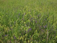 Vicia cracca 17, Vogelwikke, Saxifraga-Hans Boll