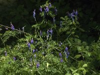 Vicia cracca 18, Vogelwikke, Saxifraga-Jan van der Straaten