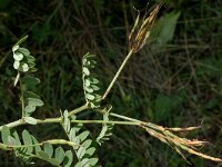 Vicia cracca 2, Vogelwikke, Saxifraga-Jan van der Straaten